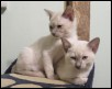Luna &amp Dawn 11 wks