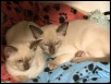 Asia &amp Aahan 14 wks