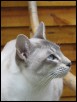 Capri at 8 months