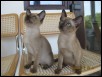 Helene & Rhea at 14 weeks