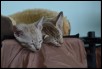 Arrakis & Ankaa 7 weeks