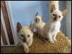 Female kitts 7 weeks