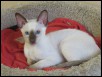 Chandrika 13 weeks