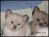 Four weeks old