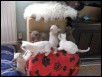 5 weeks old - playtime