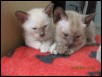 Chocolate male and Brown female