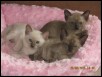 Maia's kittens at 6 weeks