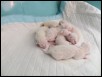 One day old