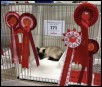 The Bristol & Cambria Show June 2016
