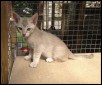 Ziba 7 weeks