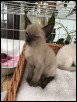 Five weeks old