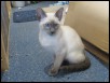 Zelenia 13 Weeks