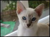 Meteor 14 weeks