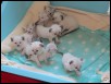 Carina & Chertan kittens (9) born 4 December 2014