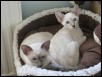 Diadem &amp Schedar  13 weeks
