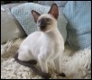 Stellare 13 weeks