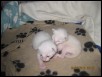 7 days old