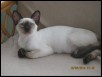 Last day with Artemus - 13 weeks old