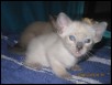 3 weeks old