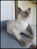 Shoteka 13 wks