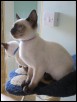 Zaurak 13 wks